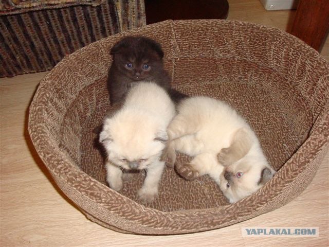 Лучшие коты 2010 года!