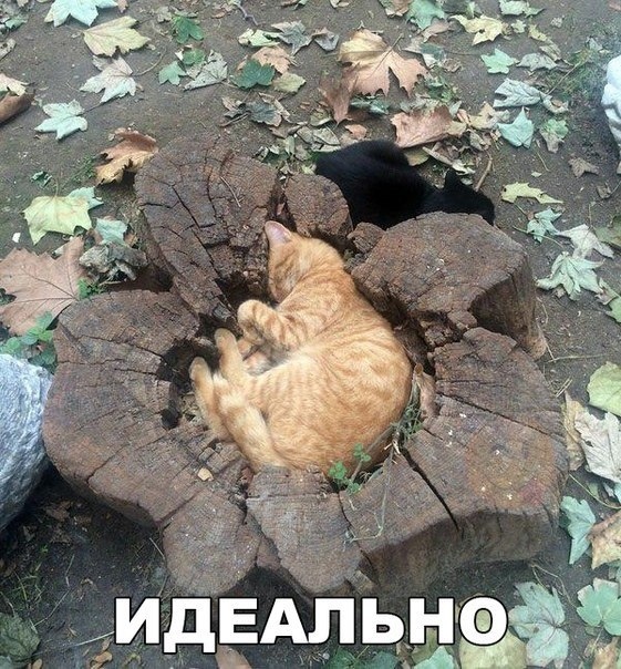 Так себе картинки 16.02.21