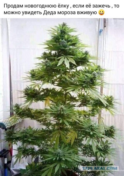К наркологу кто крайний?