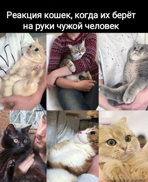 Весёлый полтишок 14.01