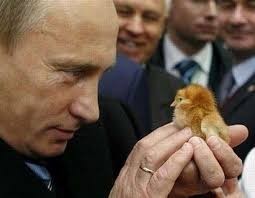Путин разрешил россиянам разводить кур на дачах
