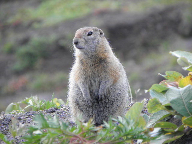Петропавловск-Камчатский и его окрестности...