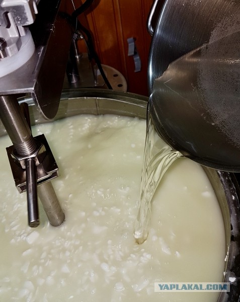 Сыр Маасдам