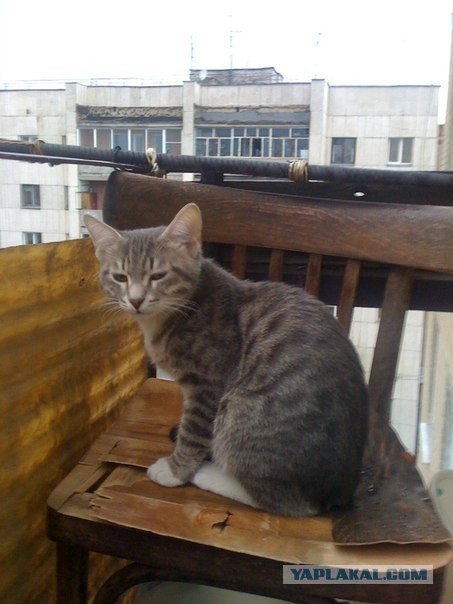 Мои мейн куны