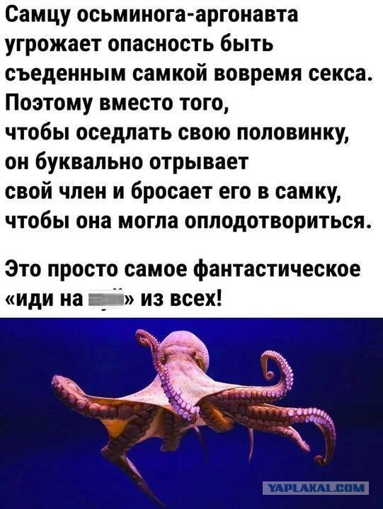 Разной свежести картинки