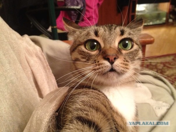 Случайно забыл айфон на столе!