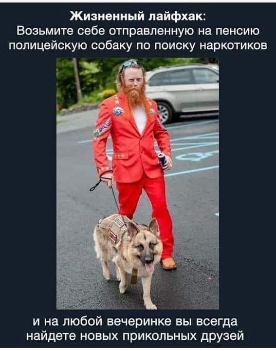 Бордер-колли умный пёсик