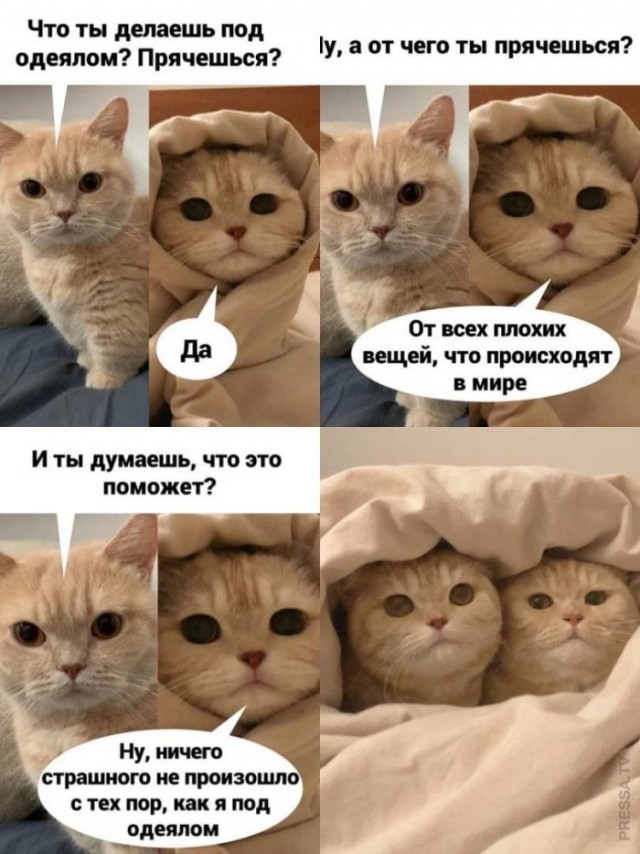 К котовторнику: подборка картинок-баянов с котиками и про котиков. Выпуск 33..