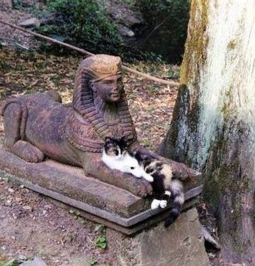 Возлюби кота ближнего своего