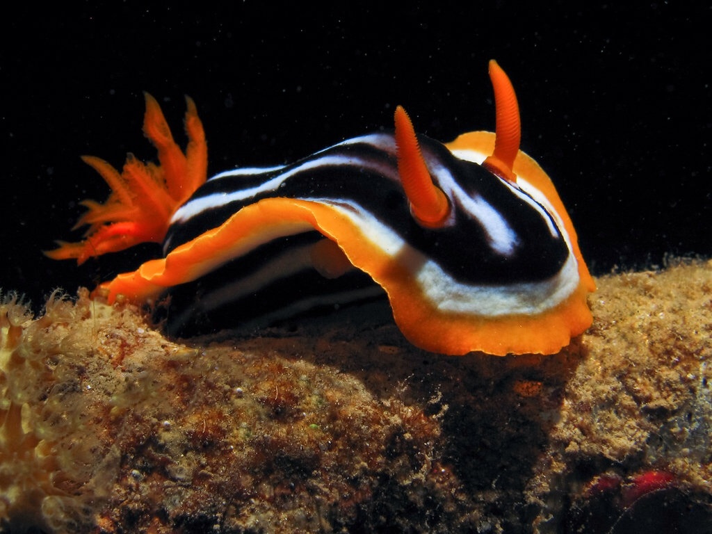 Подводные Животные Фото