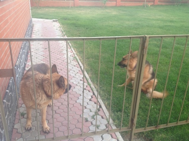 Мой малый друг Мухтар