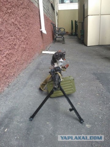 Котовторник 02.09.2014