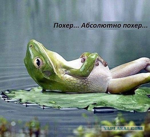 Коварные животные и их планы