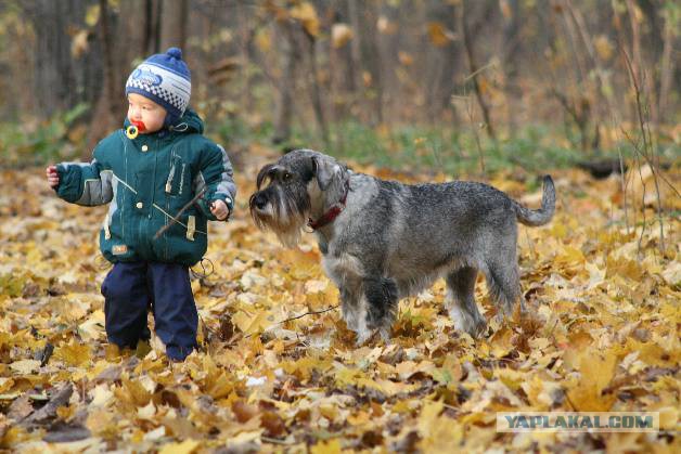 Самые популярные породы собак
