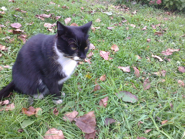 Котовторник 09.06.2015