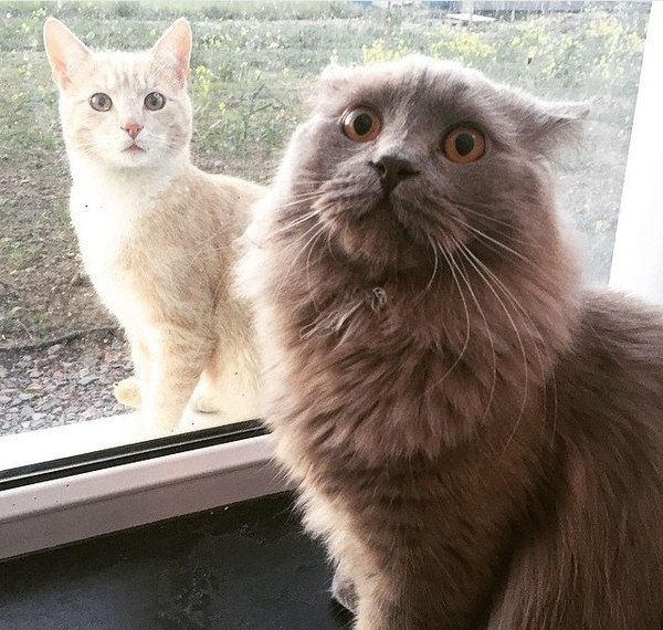 Забавные картинки из Сети