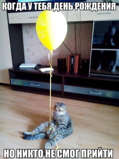 Котовторник