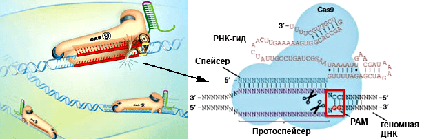 Мутагенная цепная реакция