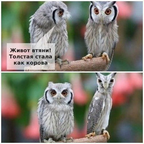 Плюшкиным посвящается