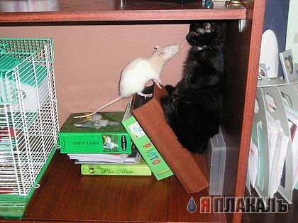 Коты, кошки, котята