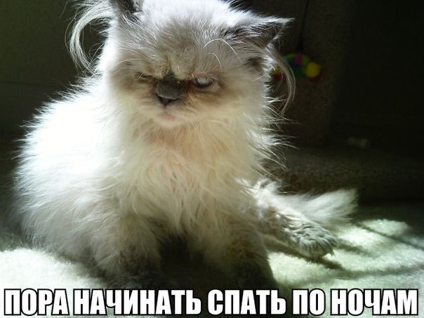 Прикольные животные