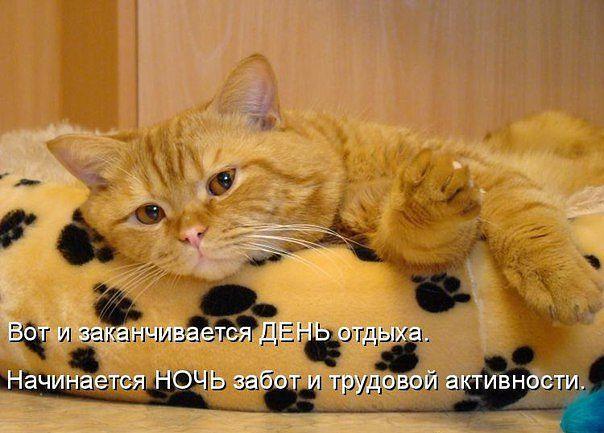 Прикольные животные