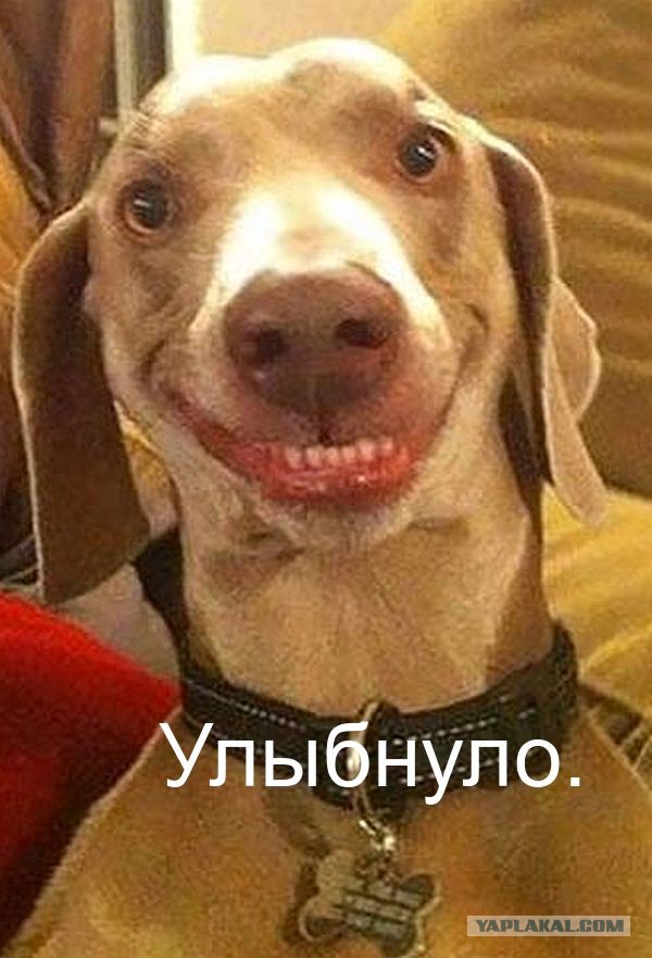Памятник тому самому коту