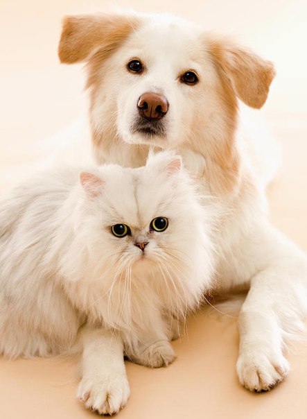 Коты из сети