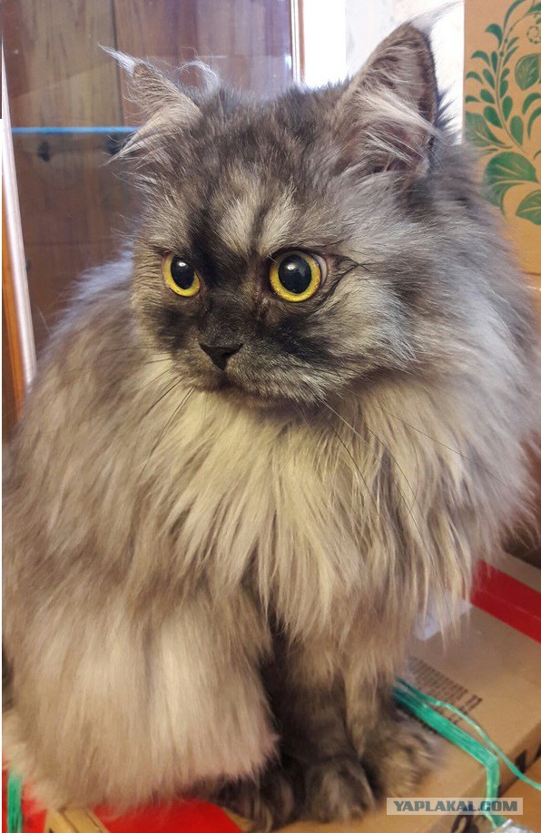 Котовторник 13.12.2016