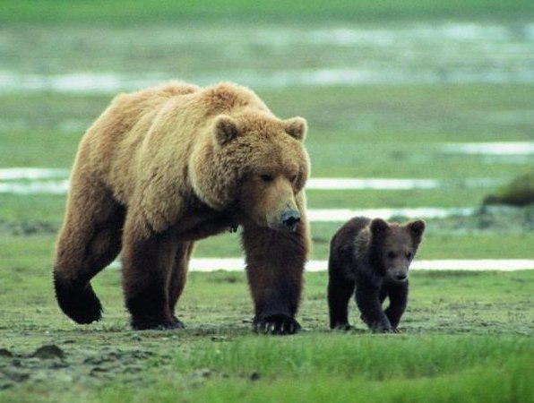 Самые смешные животные