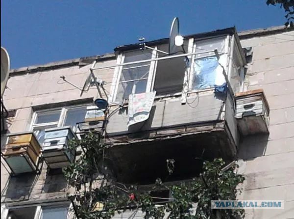 Депутаты хотят ограничить количество животных в квартире