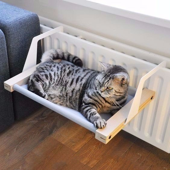 Коты и Кошки