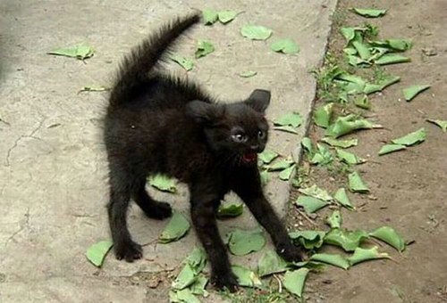 Котовторник на ЯПлакалъ (13.05.08)