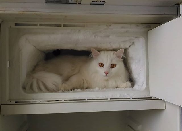 Прикольных котов пост