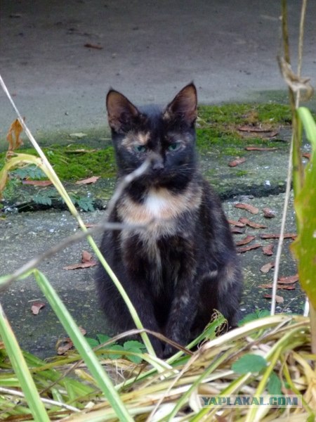 Котовторник  16.10.12