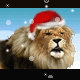 1996 год лев. Новогодний Лев. Новогодний Лев фото. Лев в новогоднем колпаке. Лев дед Мороз.