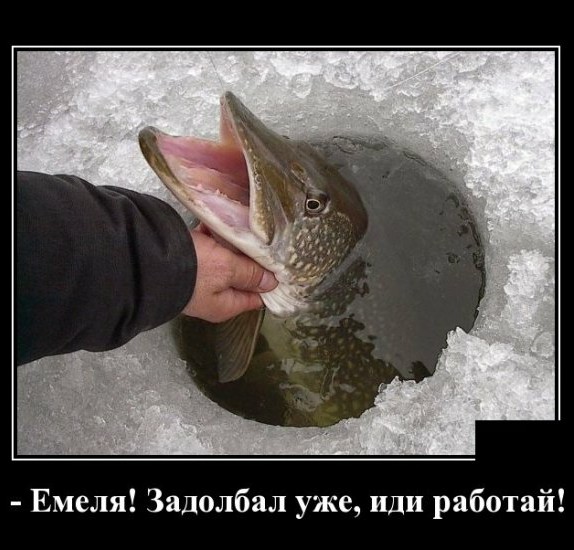 Анекдоты, соц-сети и картинки с надписями
