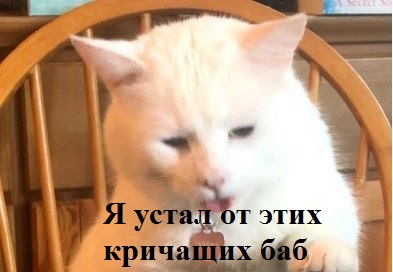 Мемный кот