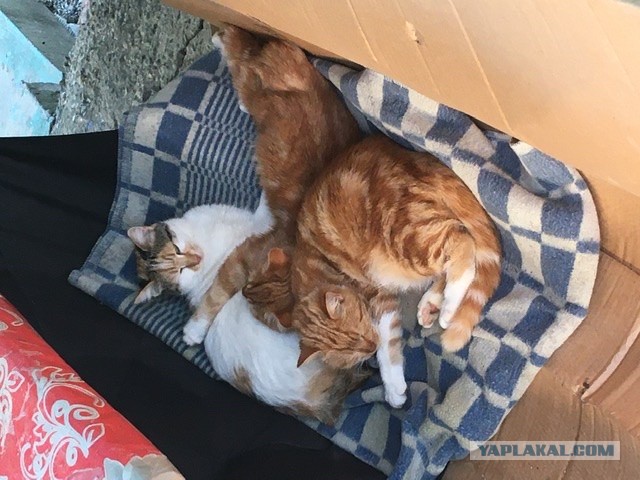 Про*банная жизнь?