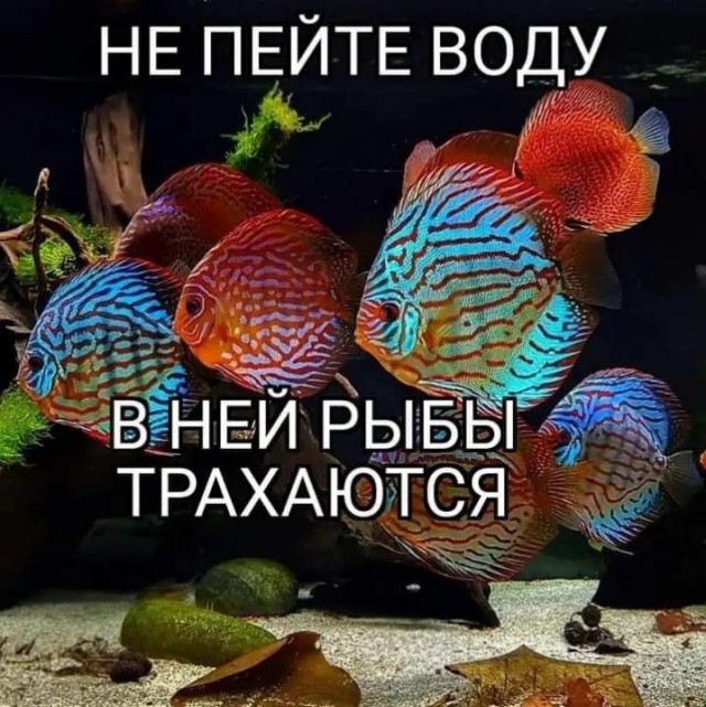 Ебать Рыбу