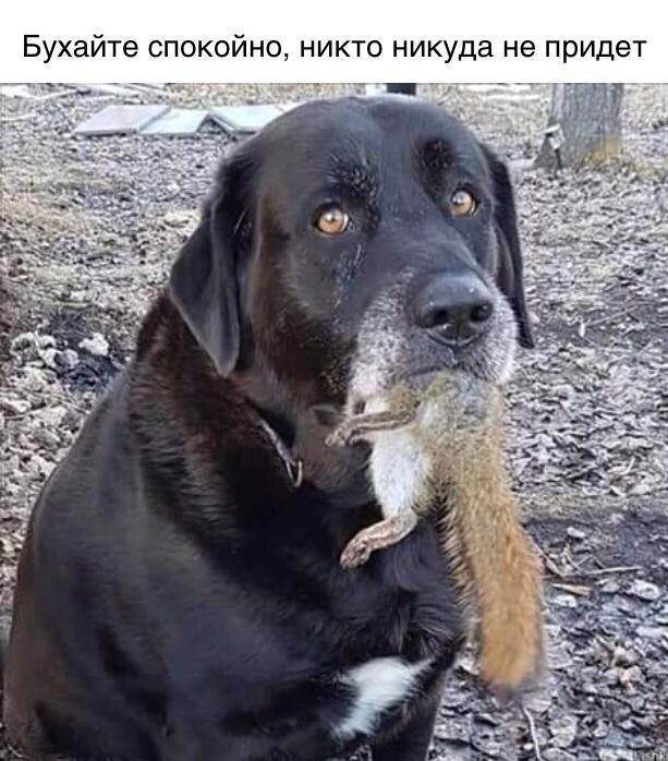 Кто такой же бодрый?