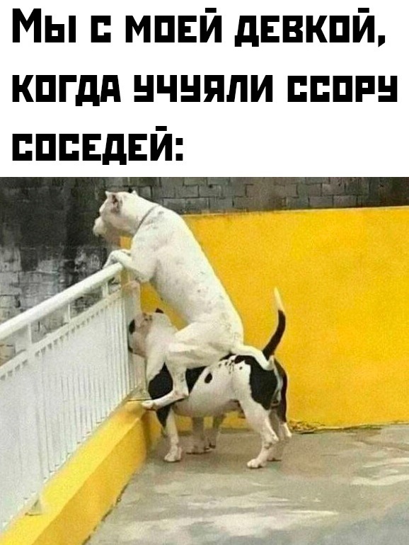Веселые картинки к пятнице (16.08)