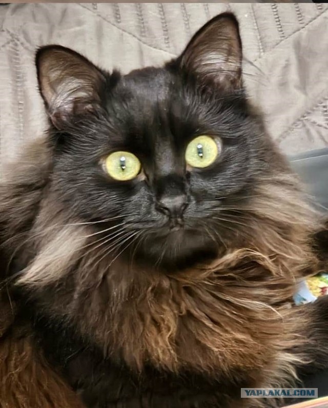 К-котовторник.