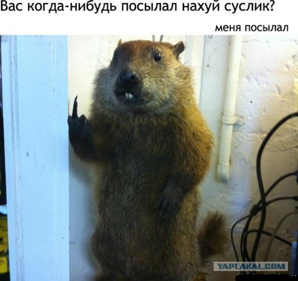 Смешные комментарии из социальных сетей (часть 5)