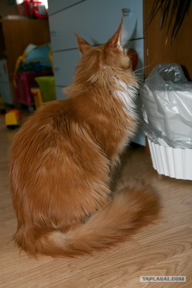 Котовторник 17.06.2014
