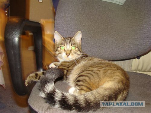 Котовторник 22.07.14