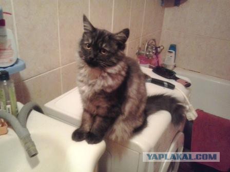 Котовторник 23.12.2014