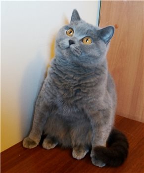 Кот с очень необычной способностью.