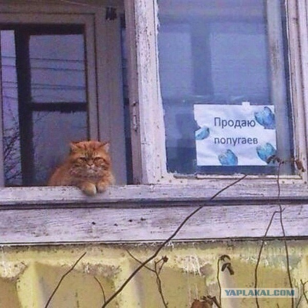 Немного юмора