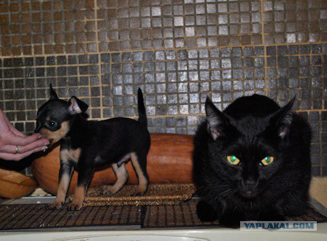 Котовторник 21.06.16